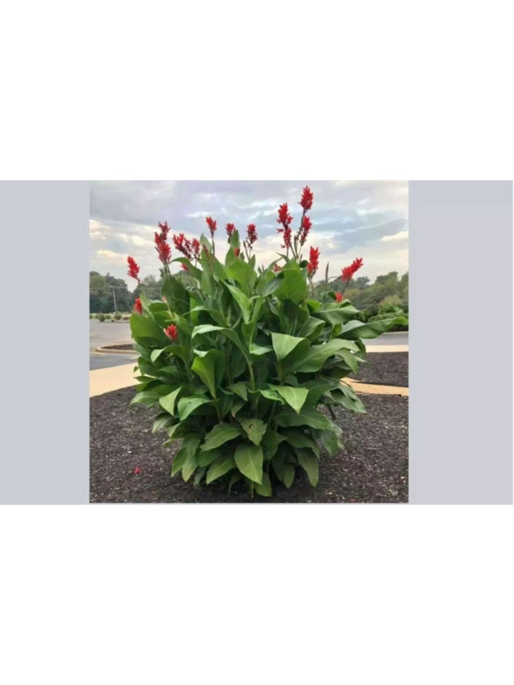 1 Red Canna Lily Rhizomes Bulb Hummingbirds Love 4-6 feet tall Buy More Save